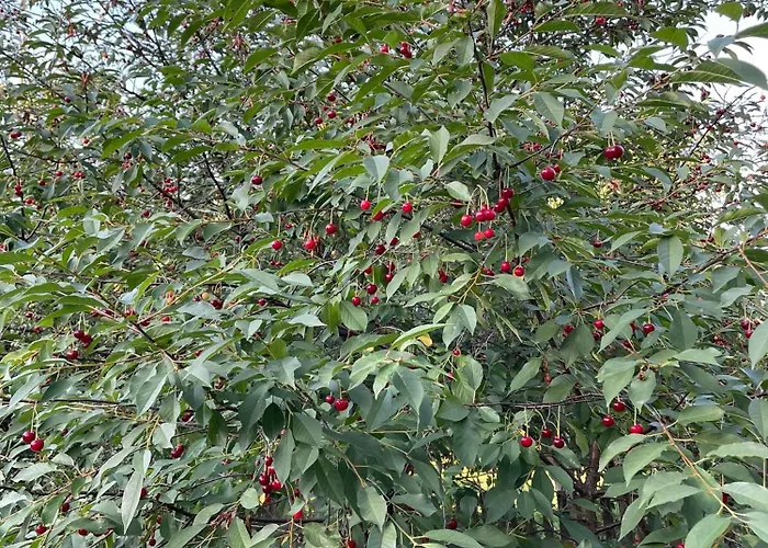 Дом отдыха Swierkowe Ranczo Raciszewo