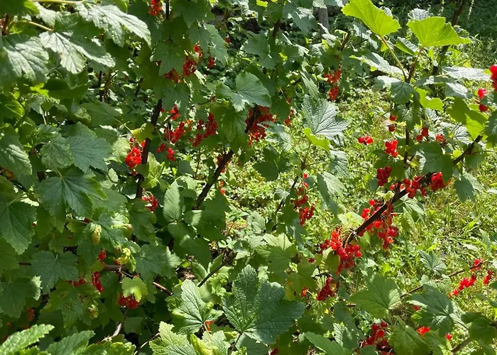 Дом отдыха Swierkowe Ranczo